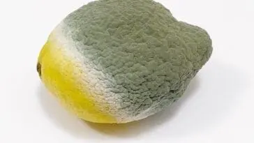 Nie pozwól nikomu trzymać tego w lodówce! 6