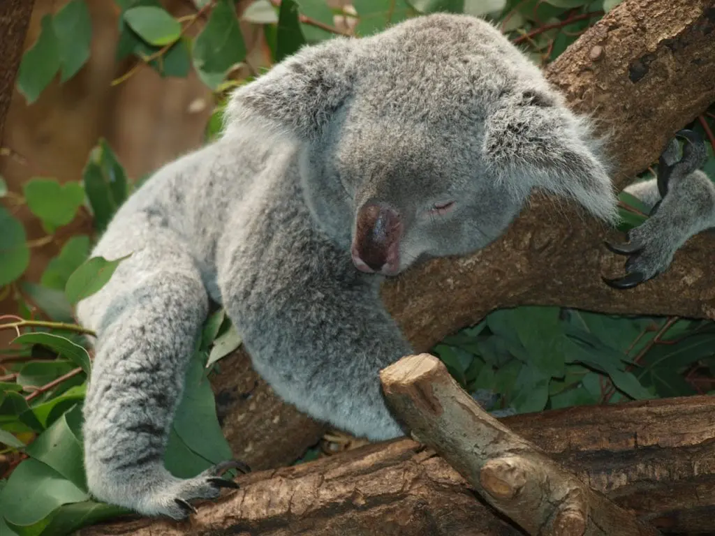 australia koala
