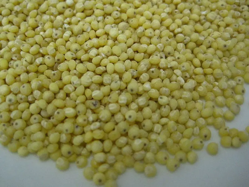 właściwości kaszy jaglanej