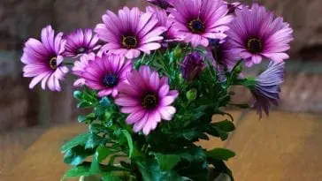 Te rośliny pomogą Ci oczyścić i nawilżyć powietrze w domu!