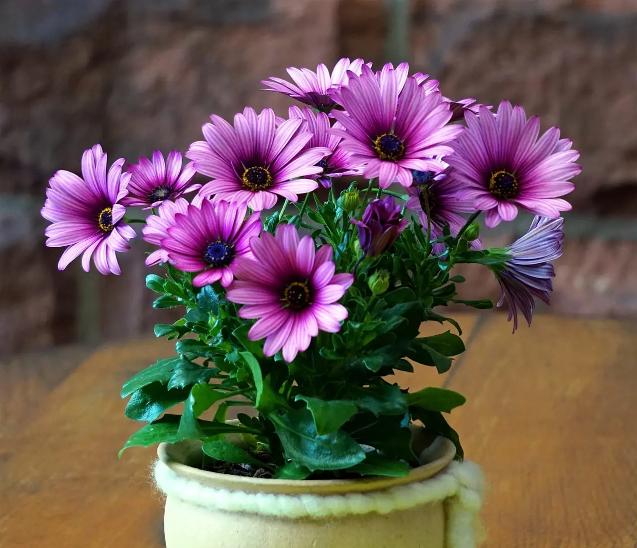 Te rośliny pomogą Ci oczyścić i nawilżyć powietrze w domu!