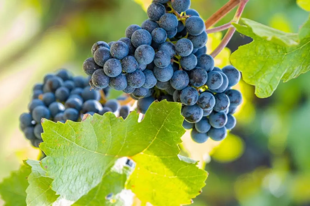15 zdrowotnych właściwości winogron