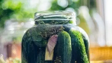 Zdrowotny wpływ kiszonek na organizm