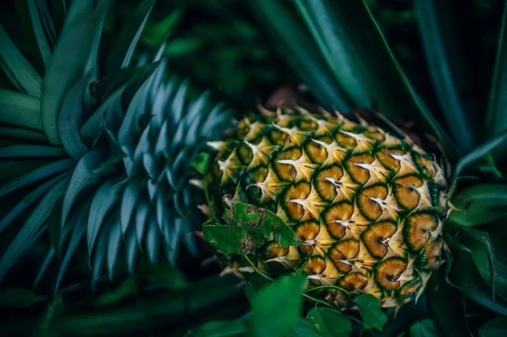 15 zdrowotnych właściwości ananasa
