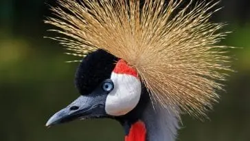 Niesamowite egzotyczne zwierzęta w domu