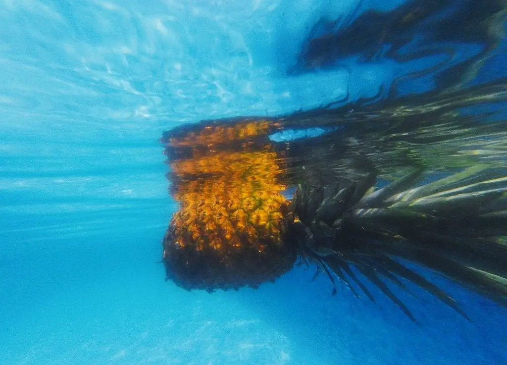 ananas w basenie