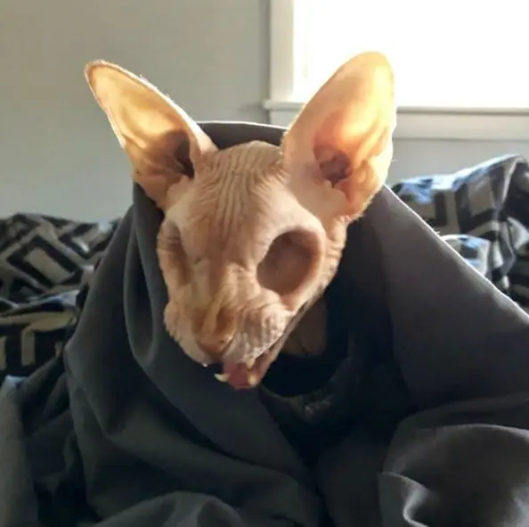 Ten kot bez oczu i włosów to najsłodsze, a zarazem najbardziej przerażające zwierze kot bez oczu