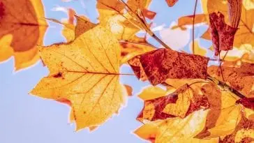 15 pomysłów na udaną jesień!