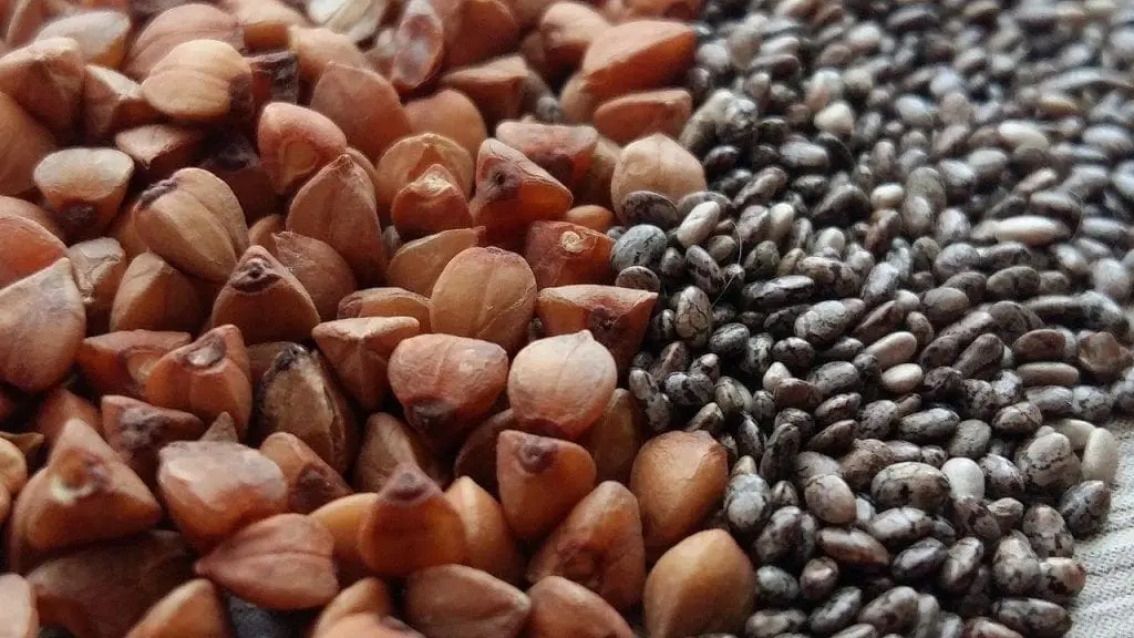 Dlaczego warto jeść pestki dyni?