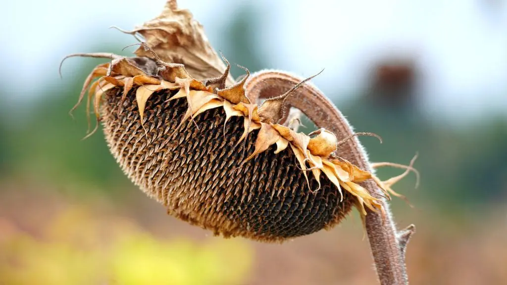 Dlaczego warto jeść pestki dyni? słonecznik