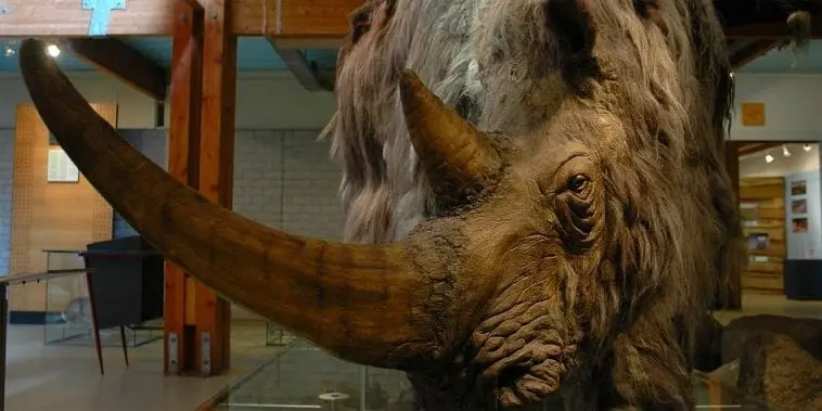 Top 10 zwierzęta które wyginęły - kiedyś świetnie radziły sobie na Ziemi Nosorożec włochaty, jako eksponat w muzeum.