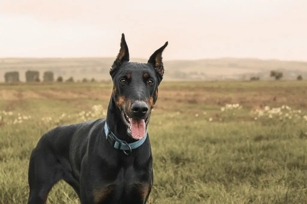 Doberman Pinczer 