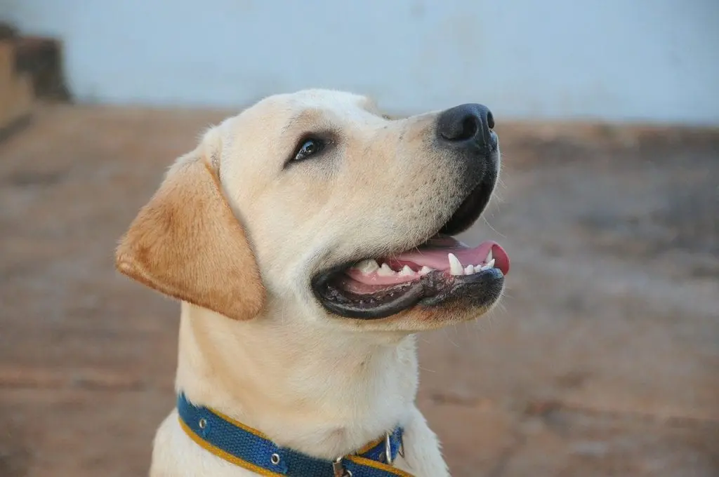 Najmądrzejsze psy na świecie! 10 ras psów Labrador