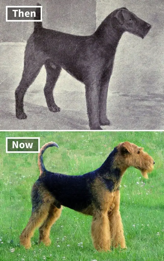 Tak wyglądały psy 150 lat temu! Szokujące zdjęcia Terrier kiedyś i dzisiaj.