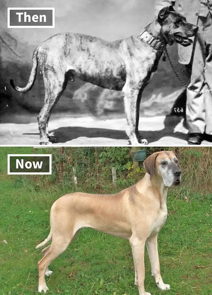 Tak wyglądały psy 150 lat temu! Szokujące zdjęcia Dog niemiecki kiedyś i dzisiaj.
