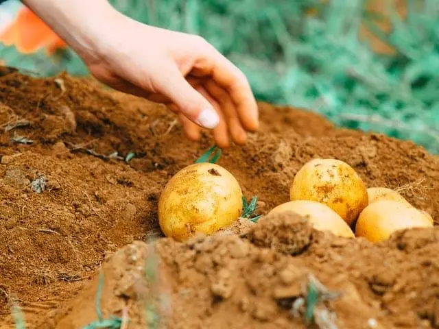 Dłoń, sięgająca, by zebrać ziemniaki. 