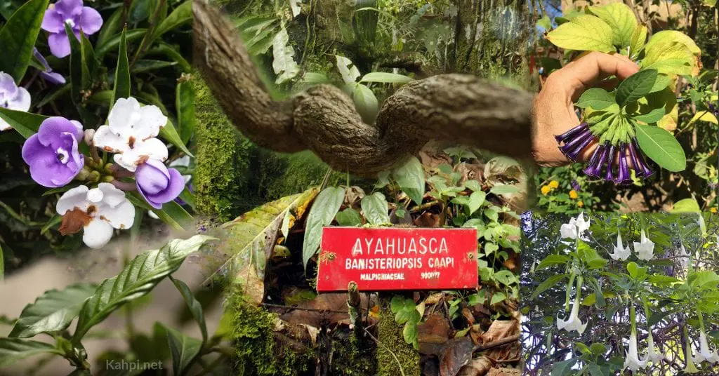 Ayahuasca.