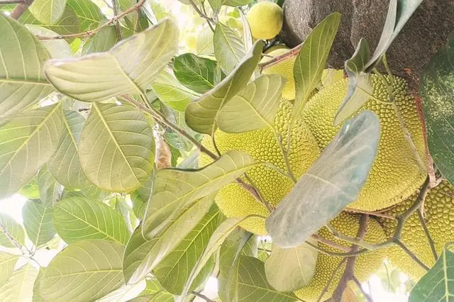 Durian na drzewie.