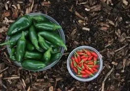 Jalapeno to bomba witaminowa. Zacznij je jeść i zobacz co się stanie
