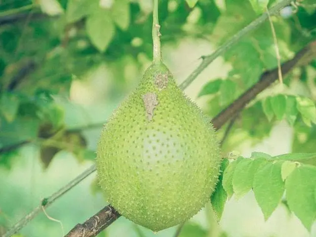 Durian, wiszący na drzewie. 