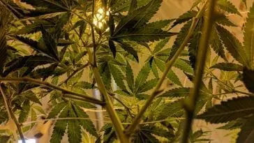 Marihuana.