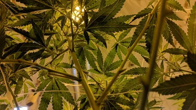 Po legalizacji marihuany widoczny jest wzrost sprzedaży lodów i ciastek. Badanie jest tego potwierdzeniem Marihuana.