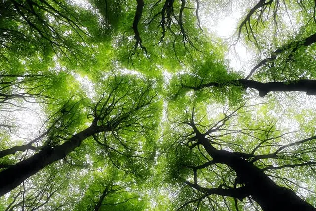 Lasy tracą zdolność pochłaniania CO2. Naukowcy dają nam maksymalnie 30 lat Drzewa w lesie z dolnej perspektywy.