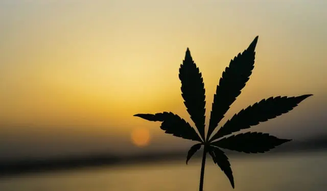 Po legalizacji marihuany widoczny jest wzrost sprzedaży lodów i ciastek. Badanie jest tego potwierdzeniem Liść marihuany.