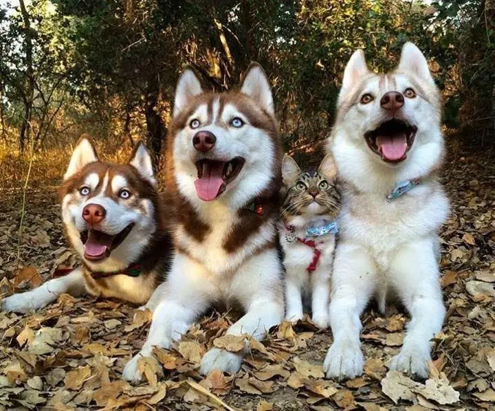 Moje psy Husky uratowały kota w lesie i wychowały w naszym domu, a teraz kot myśli że jest psem Kot myśli że jest psem