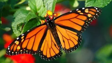 Najbardziej zagrożone gatunki, motyl na kwiatach.