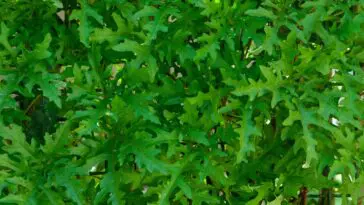rukola