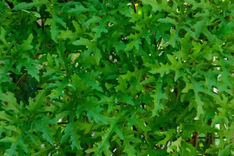 rukola