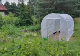 Uprawa własnych warzyw w tunelu foliowym: zdrowa alternatywa dla sklepowych produktów