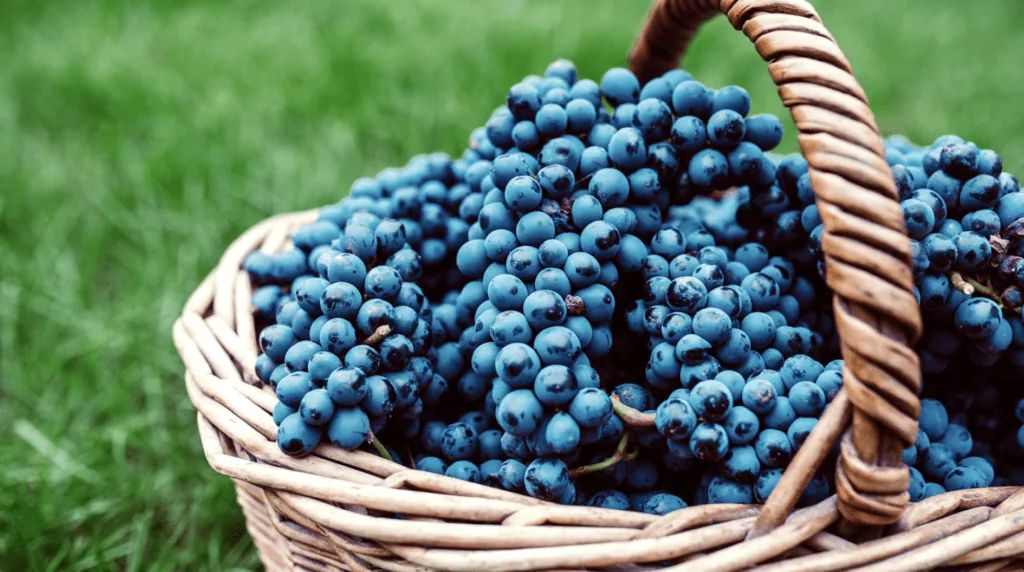 Domowe wino z winogron w szklanym balonie z rurką fermentacyjną
