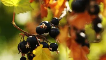 Czy dżem jest zdrowy? Czy warto jeść dżemy?