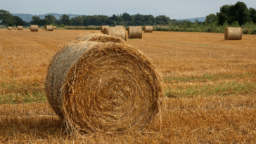 Sennik siano: Znaczenie Snów i Interpretacje Symboli
