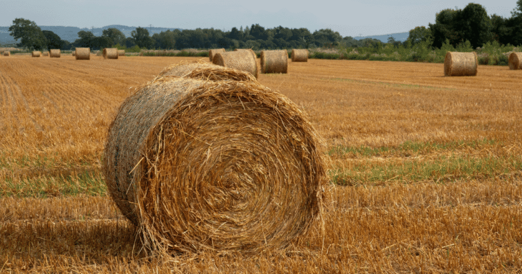Sennik siano: Znaczenie Snów i Interpretacje Symboli
