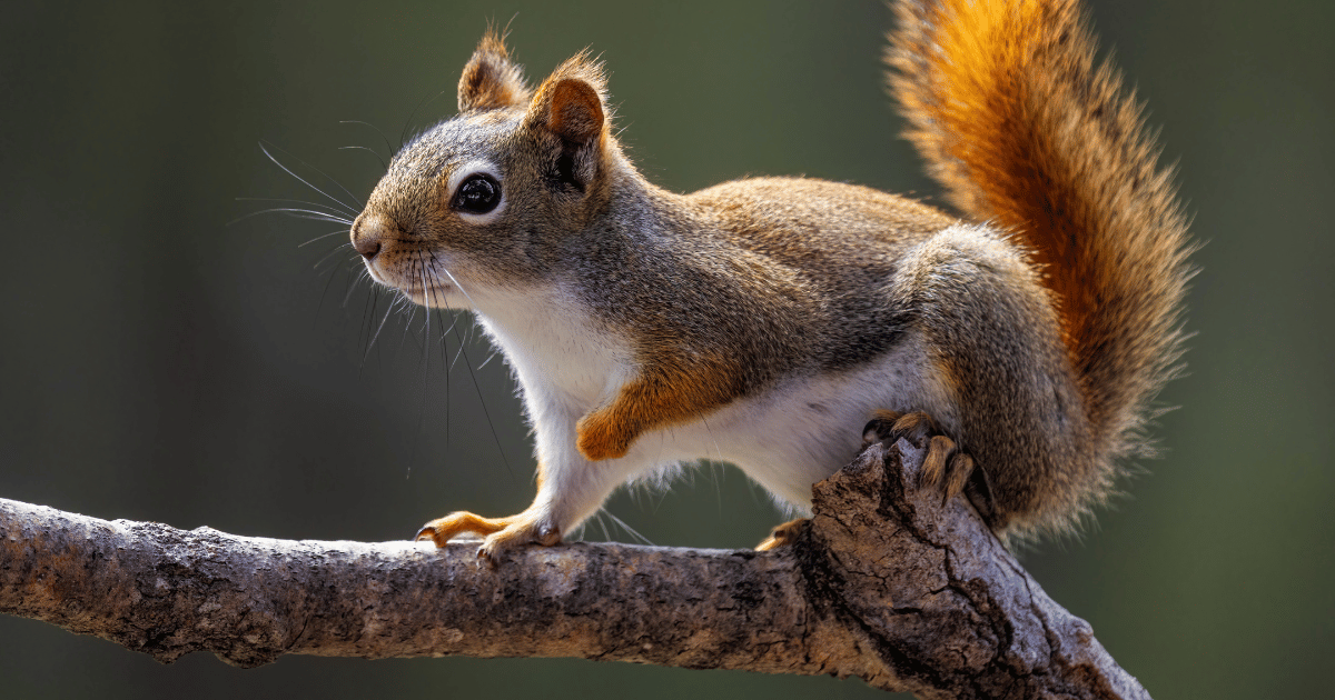 Sennik Wiewiórka: Symbolika, Interpretacje Marzeń i Znaczenie Snów