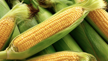 Jak wybrać odmianę kukurydzy na ziarno i kiszonkę? Najważniejsze parametry