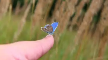 Najrzadsze motyle w Polsce – gdzie je spotkać i jak je chronić?