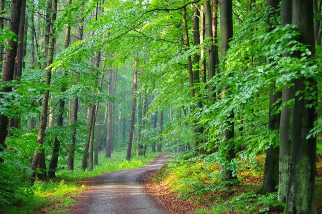 Borelioza i kleszcze: jak rozpoznać rumień wędrujący, bezpiecznie usunąć kleszcza i kiedy pojawi się szczepionka