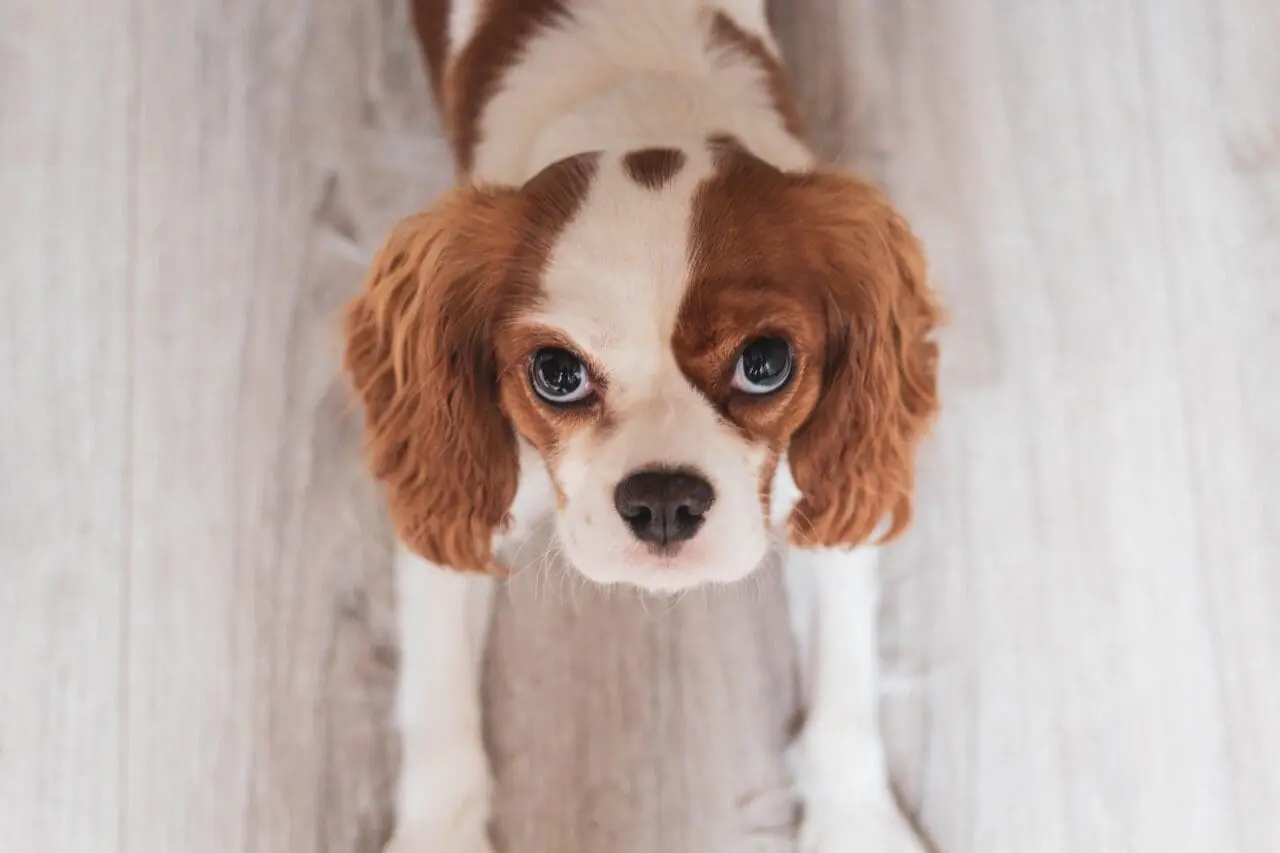 Pies Lewandowskich – Bella. Jaka rasa, ile kosztuje cavapoo Biało-rudy szczeniak cavalier king charles spaniel - jedna z ras wyjściowych cavapoo