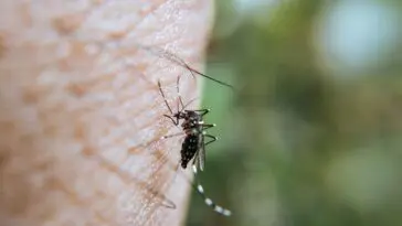 Zbliżenie komara siedzącego na skórze człowieka