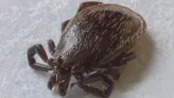 Kleszcz pospolity (Ixodes ricinus) w zbliżeniu na źdźble trawy