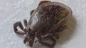 Kleszcz pospolity (Ixodes ricinus) w zbliżeniu na źdźble trawy
