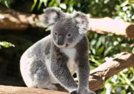 Wrócili do domu po północy, a w sypialni czekał koala. Ta historia podbiła internet