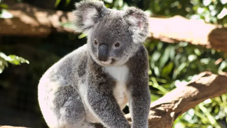 Koala siedzący na drzewie eukaliptusowym w Australii