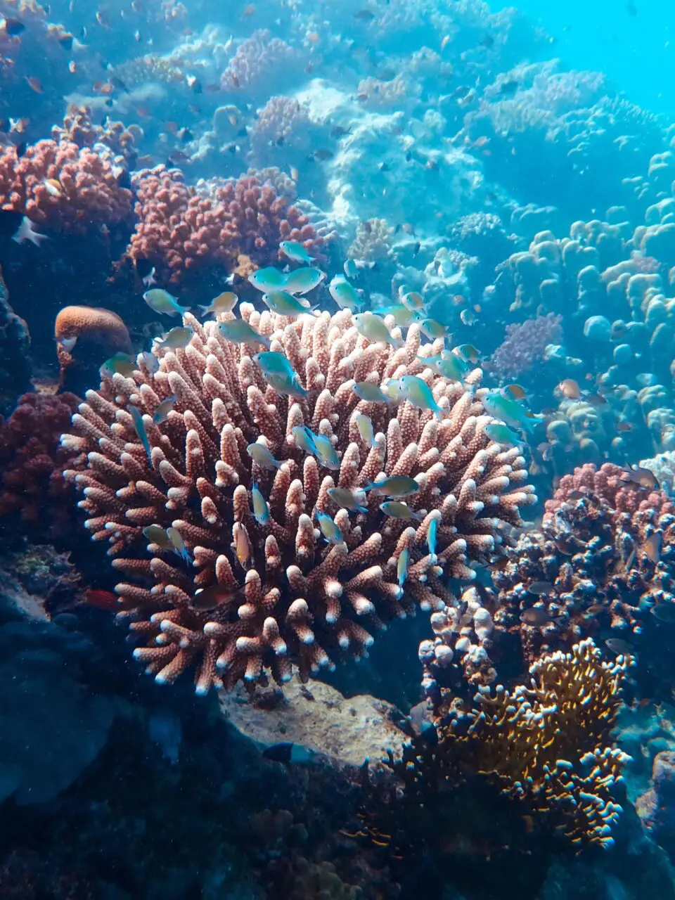 Kolorowa rafa koralowa pod wodą na Oceanie Spokojnym