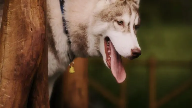 Husky syberyjski na spacerze