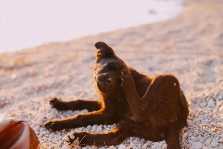Brązowy pies drapiący się łapą za uchem – ilustracja do artykułu sennik pchły